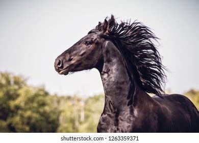 Black Friesian Stallion Stock Photo 1263359371 | Shutterstock