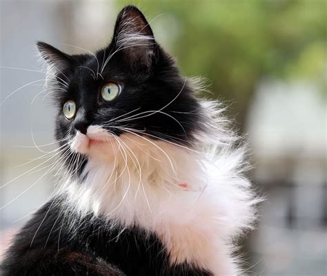 5 Facts About Tuxedo Cats Unique Black And White Cats