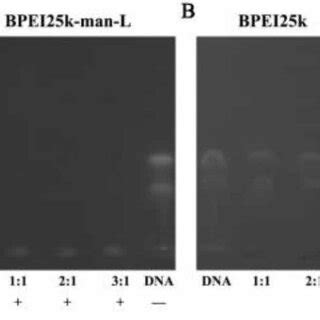 The Biocompatibility And Cytotoxicity Evaluation Of Bpei K Man L Dna