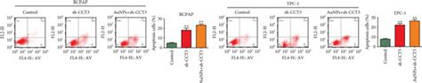 Aunps Exerted Antiproliferation By Downregulating Cct3 In Bcpap And