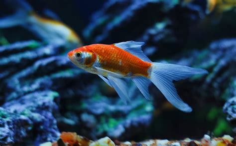 Comet Goldfish Care Guide - Your Aquarium Place