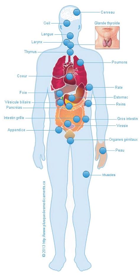 L Anatomie Du Corps Humain Anatomie Du Corps Humain Anatomie Du 83790