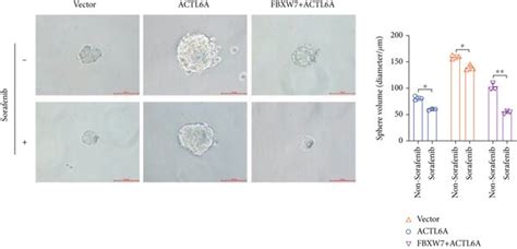 Fbxw7 Regulates Actl6a Expression Levels To Inhibit Hcc Growth In Vivo Download Scientific