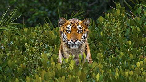 Gli Occhi Della Tigre E Una Laguna Rosa Le Foto Pi Belle Del Concorso