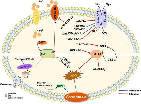 Frontiers Regulatory Roles Of Ferroptosis Related Non Coding Rnas And