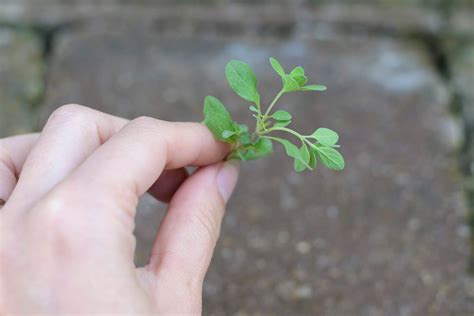 Harvesting Marjoram Picked Seed And Supply