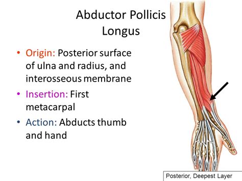 Abductor Pollicis Longus: Origin, Insertion, Nerve Supply & - DaftSex HD