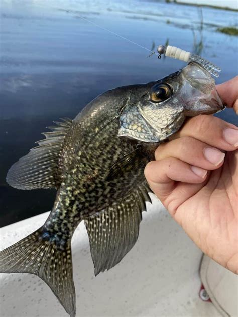 How To Crappie Fish With A Jig A Comprehensive Guide Panfish Nation