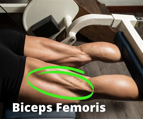 Biceps Femoris Short Head Exercises Archives Samarpan Physiotherapy