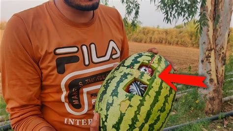 watermelon vs sutli experiment 2023 तरबज क अदर लगय सतल