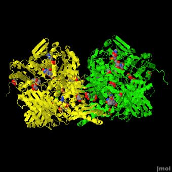 Xanthine dehydrogenase - Proteopedia, life in 3D