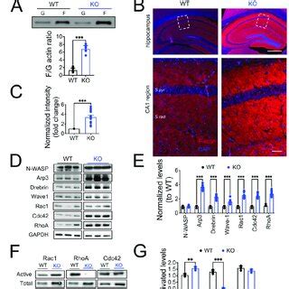 Increased Actin Polymerization And Rac Activity In Panx Ko