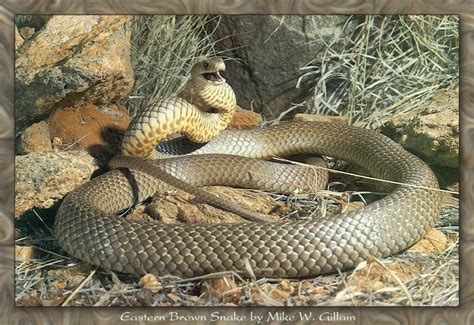 Top Most Venomous Snakes On Earth Gallery Ebaum S World