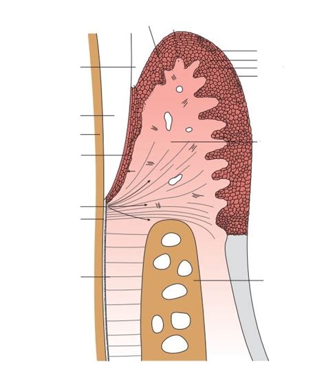 Layers of Gingival Epithelium Diagram | Quizlet