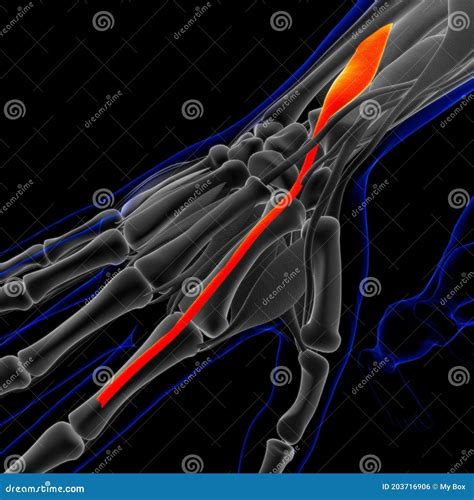 Extensor Indicis Muscle