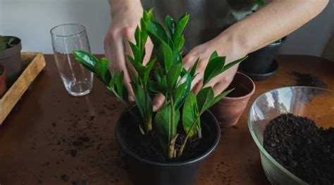 Mudas Da Zamioculca Jeitinhos Simples Para Propagar Sua Planta