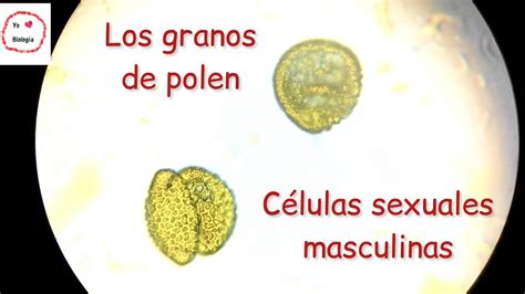 Polen al microscopio BiologíayEcología biologíaenunminuto YouTube