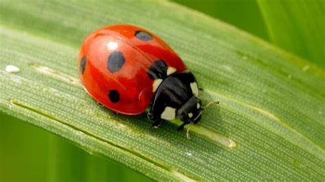 How to Deal with Ladybug Infestation (2024) | Today's Homeowner