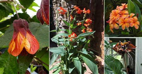 Tropical Plants With Orange Flowers Indoor Garden Web