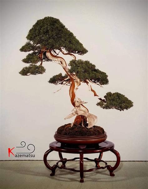 Pin By Bagus Wijaya On Bonsai Insp Bonsai Painting Art