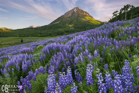 Colorado Wildflower Photography