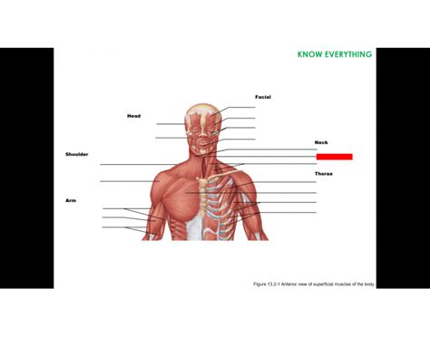 Figure 13.1 Patterns of fascicle arrangement in muscles. Diagram | Quizlet