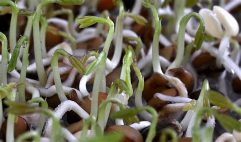 Sprouted Grains Research Taps Into Nutrition