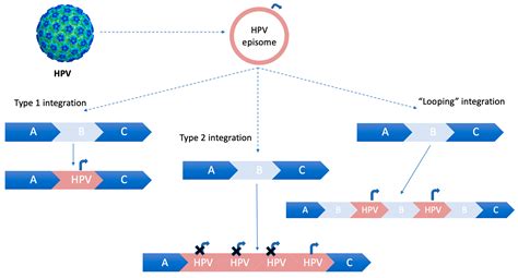 Life Free Full Text The Role Of Human Papilloma Virus Hpv In Primary Lung Cancer