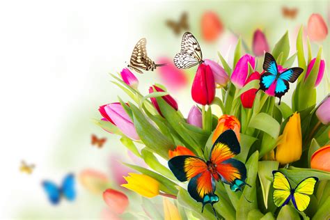 Free Spring Flowers Download Free Spring Flowers Png Images Free