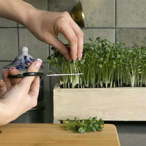 How To Grow Sprouted Seeds And Microgreens The Home Depot