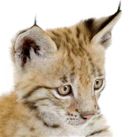 Eurasian Lynx Cub - Animal Facts and Information