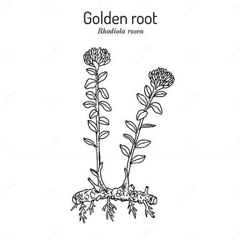 Golden Root Rhodiola Rosea Medicinal Plant Stock Vector