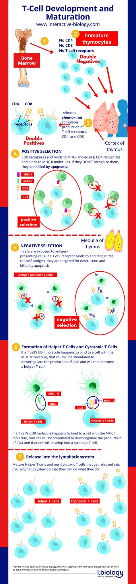 T-Cell Development and Maturation | Interactive Biology, with Leslie Samuel