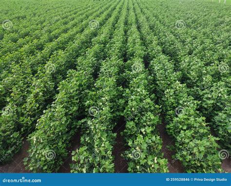 Cotton Field Growing In Farm Tree With Flowers Image Green Cotton