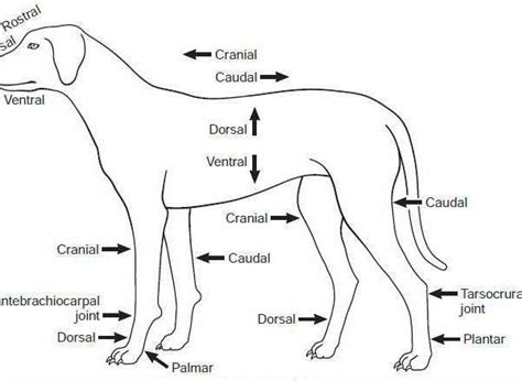 Arquivos Radiologia Veterin Ria Blog De Radiologia