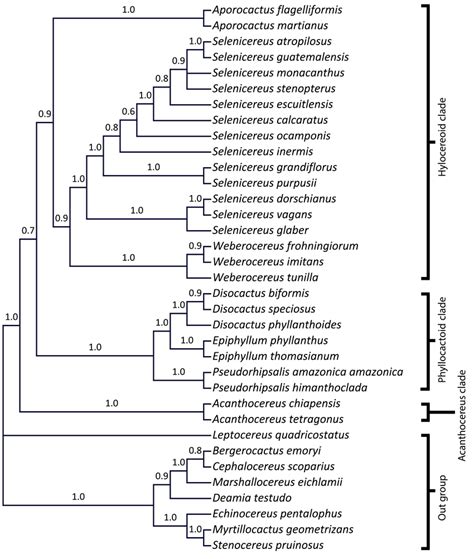 Phylogenetic Relationships In Aporocactus Cladogram Of The Majority