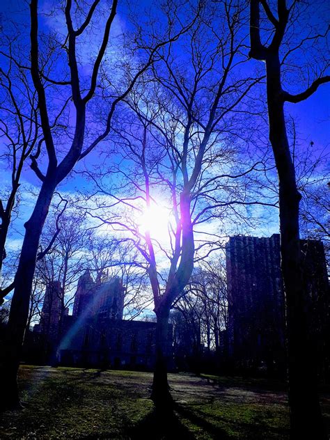New York Central Park Trees Free Photo On Pixabay Pixabay