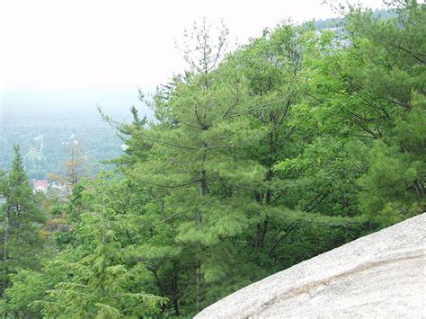 Cathedral Ledge View Photograph by Elizabeth Joslin - Fine Art America