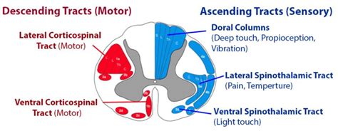 Acute Central Cord Syndrome