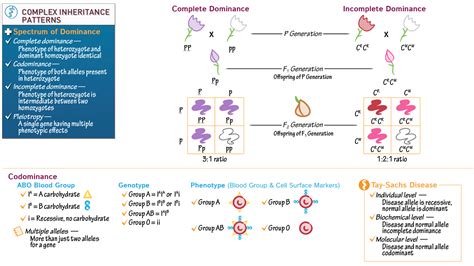 USMLE COMLEX Step 1 Spectrum Of Dominance Ditki Medical