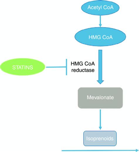 The Mechanism Of Action Of Statins On The Mevalonate Pathway Statins