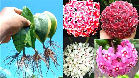 How To Grow Hoya Plants From Hoya Leaves Propagating Hoya Flower