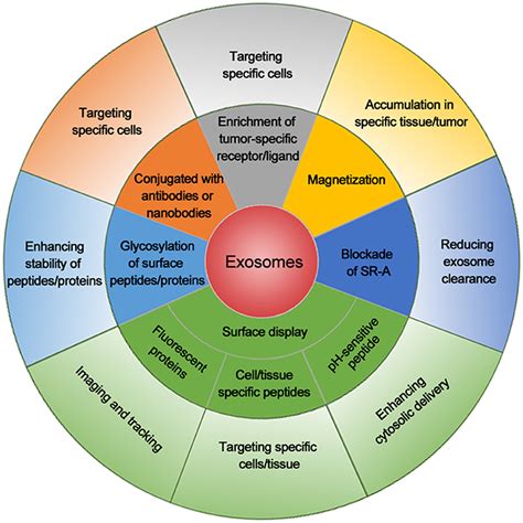 Targeting Cancer Stem Cells With Exosome Based Therapy Exosome Rna