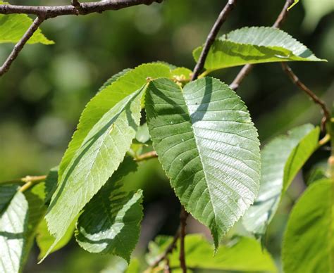 Ulmus Wallichiana EFlora Of India