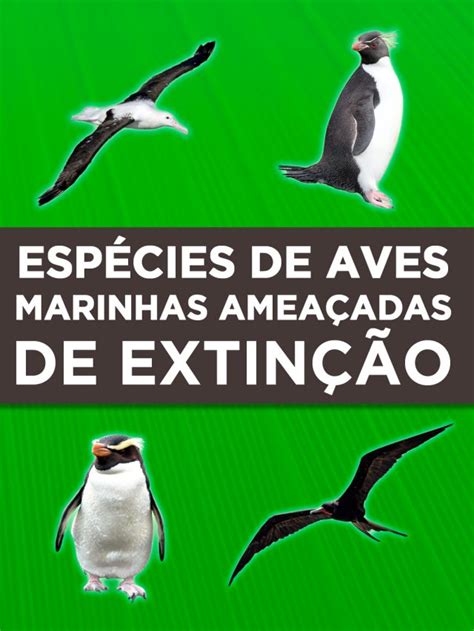 Aves Marinhas Amea Adas De Extin O P Ssaros