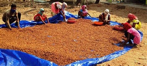 C’garh continues top spot in minor forest produce collection - The Hitavada