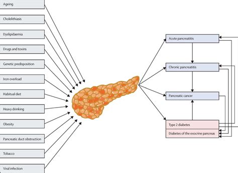 Fatty Change Of The Pancreas The Pandora S Box Of Pancreatology The