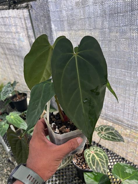 Anthurium Ace Of Spades X Papillilaminum Furniture Home Living