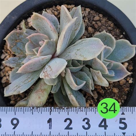 Rare Unique Succulent For Sale Online Korean Succulents Shop 9 9