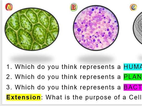 Structural Adaptations Of Unicellular Organisms Ks3 Biology